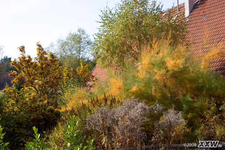 verwilderter garten in nussbach