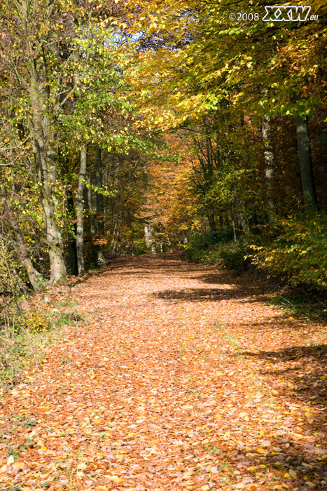  von laub bedeckter waldweg