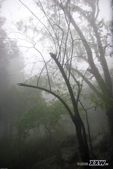 düstere stimmung, regen und nebel