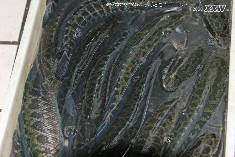 fisch - grausam