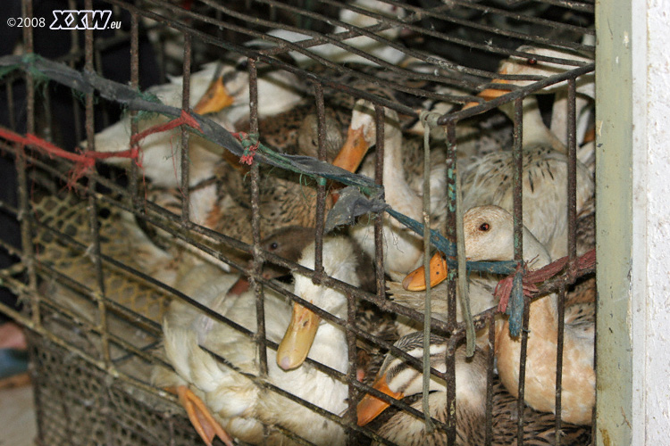 enten auf engstem raum zusammengepfercht   