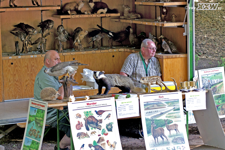 tiere des waldes