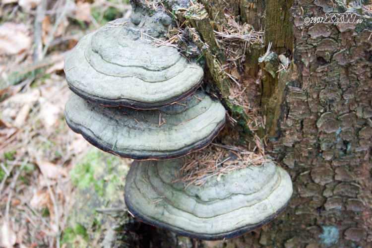 pilze