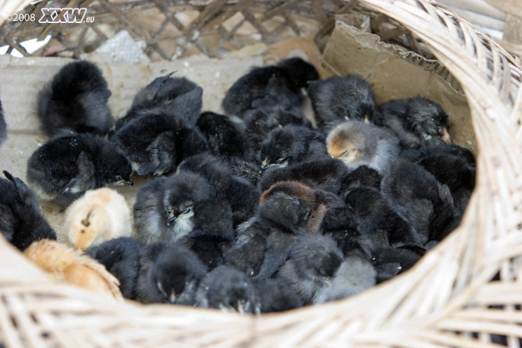 kücken auf dem tiermarkt