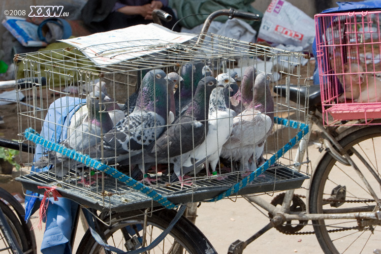 hier gibt es alle tiere zu kaufen