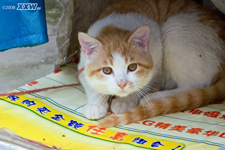 die hauskatze an der leine, 