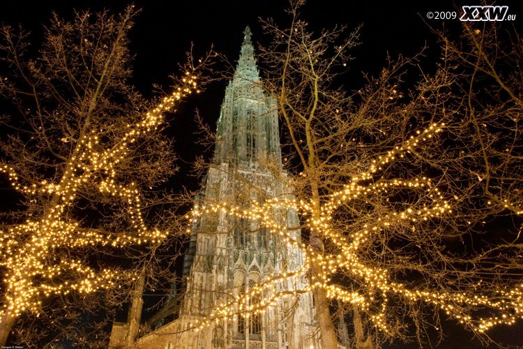 beleuchtete bäume am münster