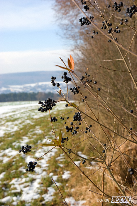 Überbleiblsel aus dem herbst