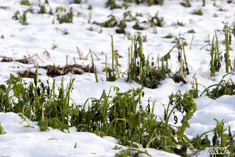schneebedeckter gründünger