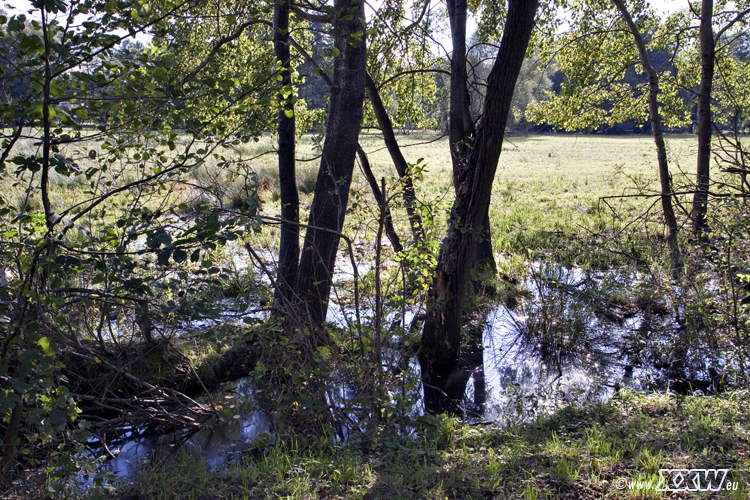 aulandschaft