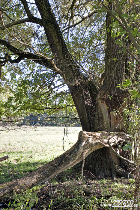 aulandschaft