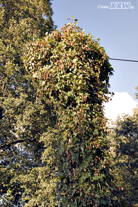 wilder hopfen auf einem telefonmasten