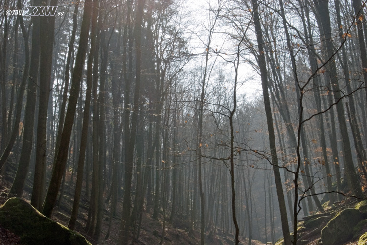 frühnebel