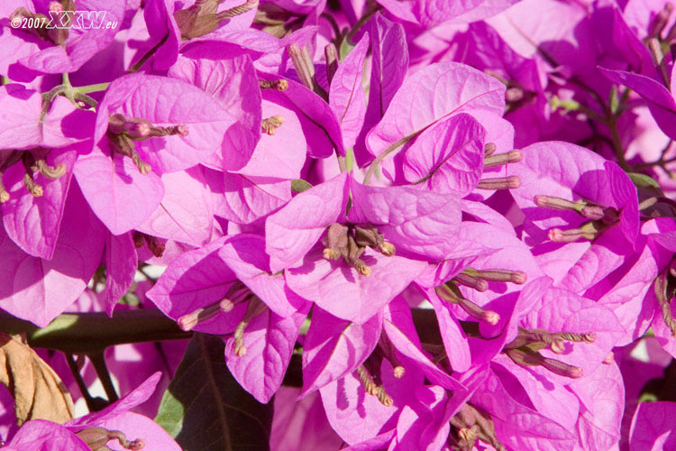blüten wie gemalt