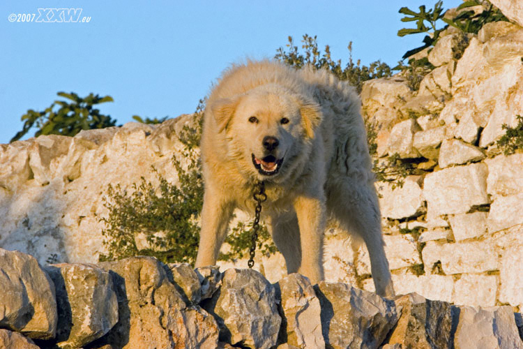 wachhund