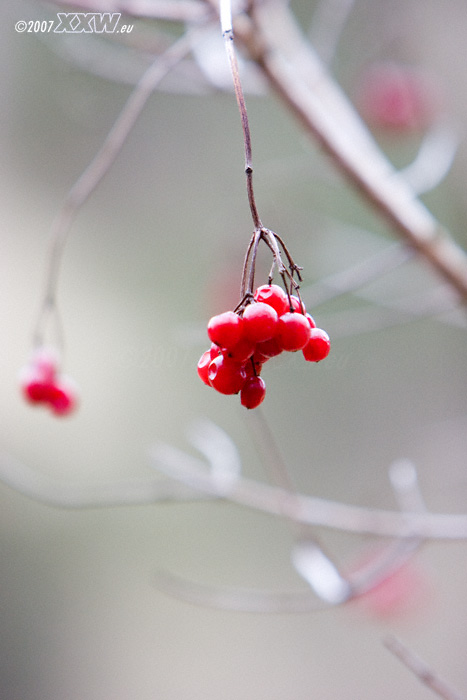 beeren