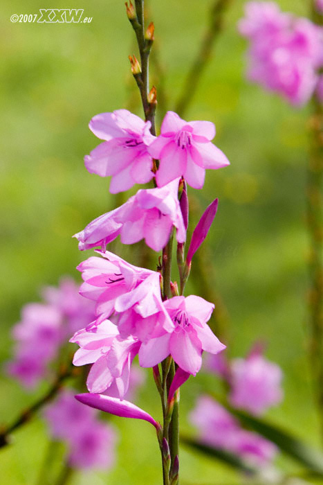blumen