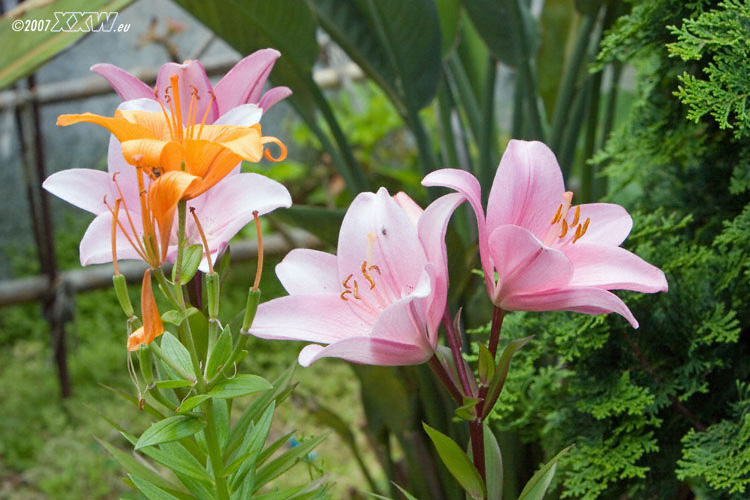 lilien, in rosa und organge

