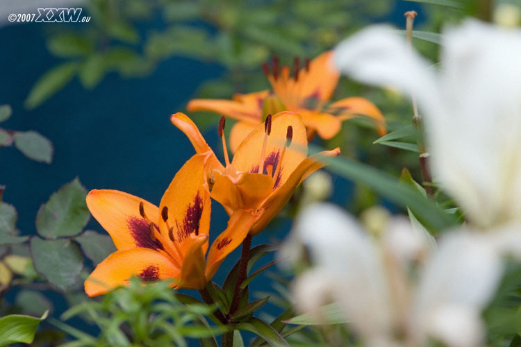 lilien