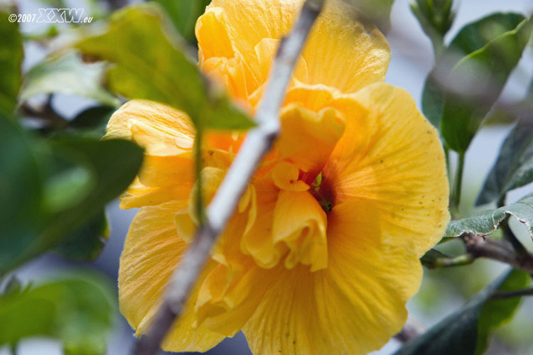 gelber hibiscus