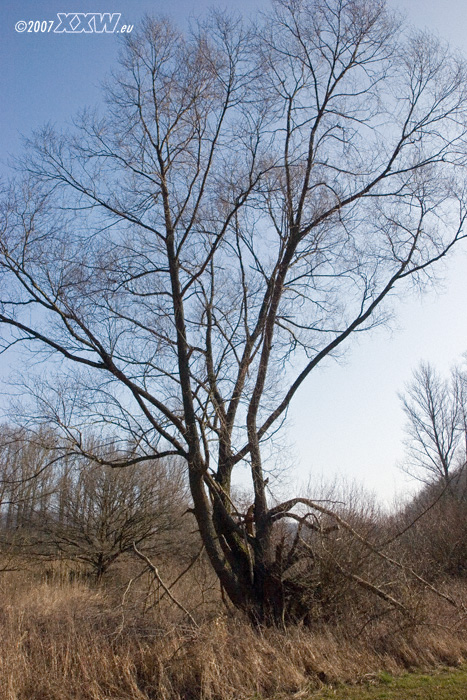 baum in der morgensonne