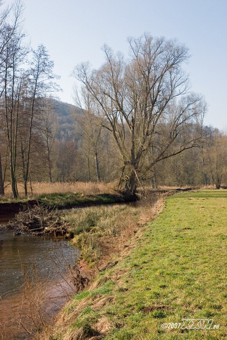 lauteraue