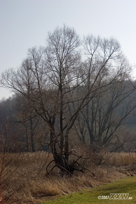 lauteraue im winter