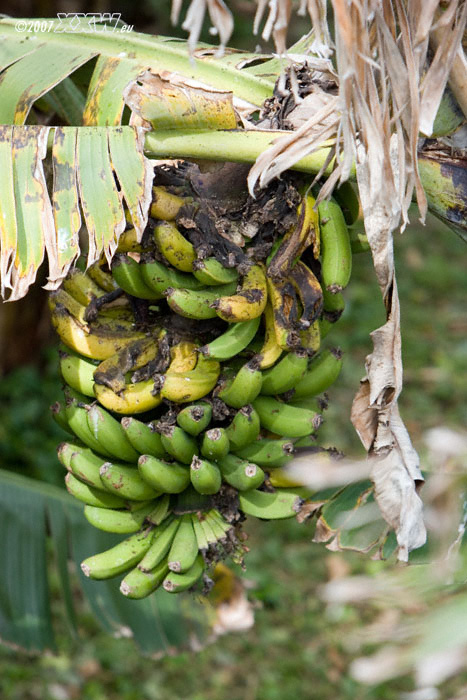bananen