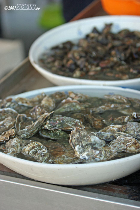 austern und muscheln