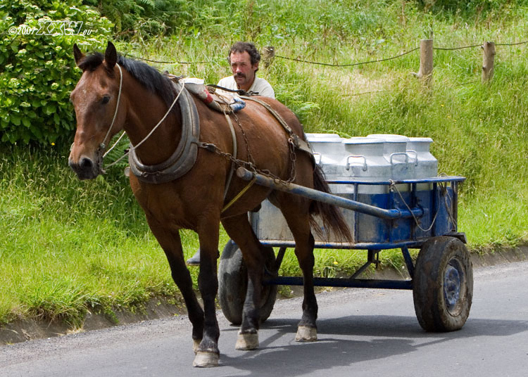 milchtransport