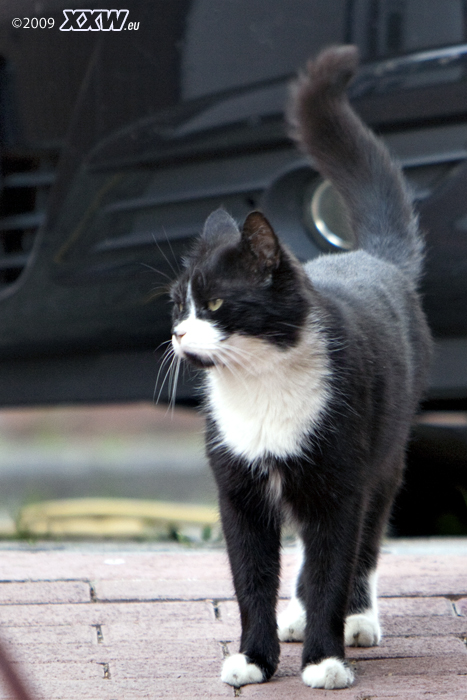 mogli