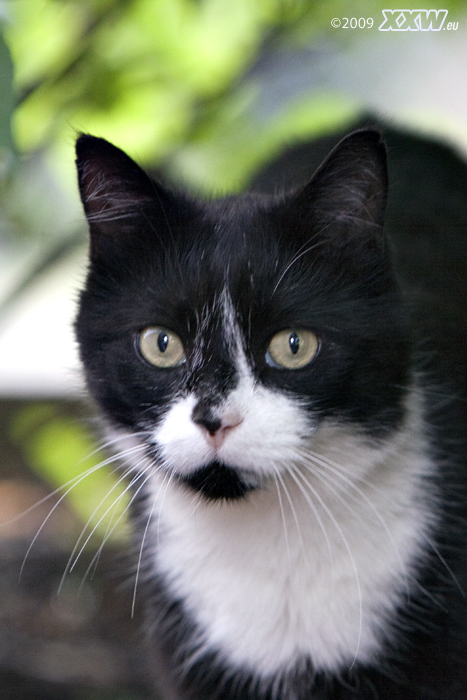 mogli