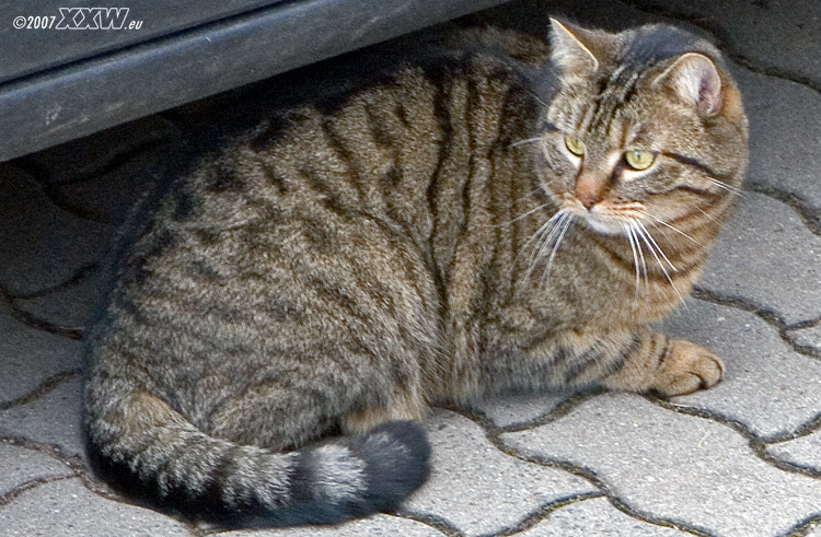 nico der ängstliche kater