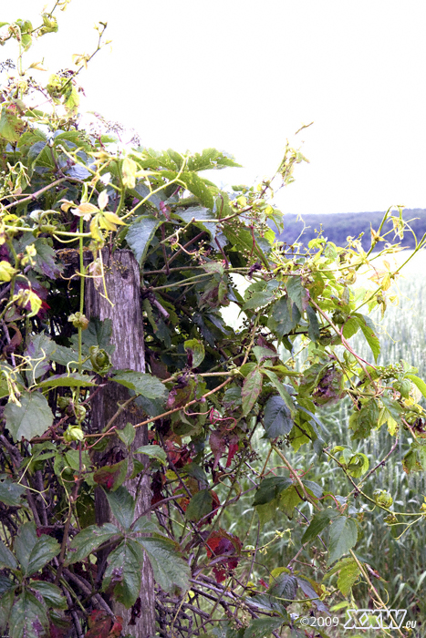 wilder wein