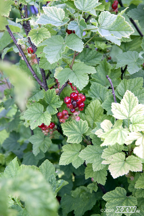 johannisbeeren