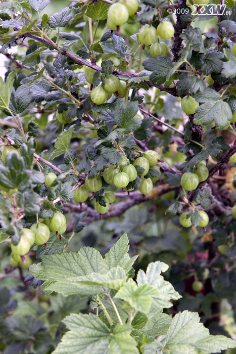 stachelbeeren