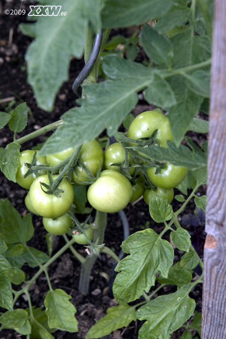 tomaten