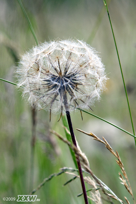 pusteblume