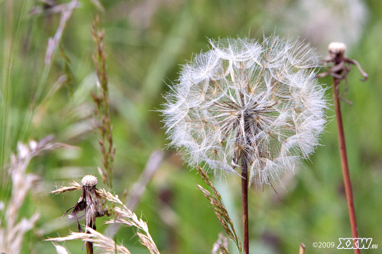 pusteblume