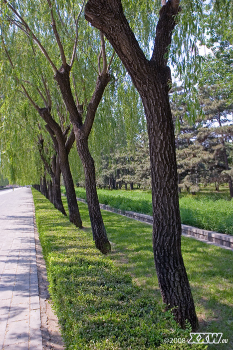 schöne allee