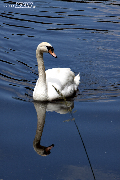 schwan