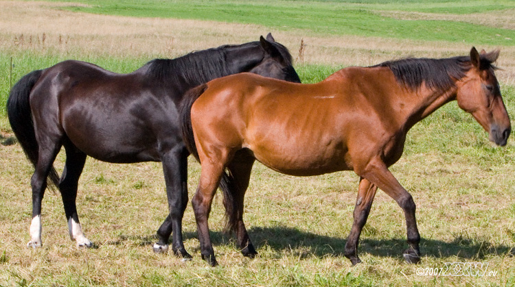 pferde