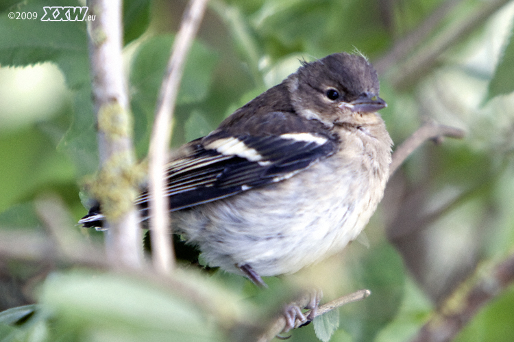 ein vogel
