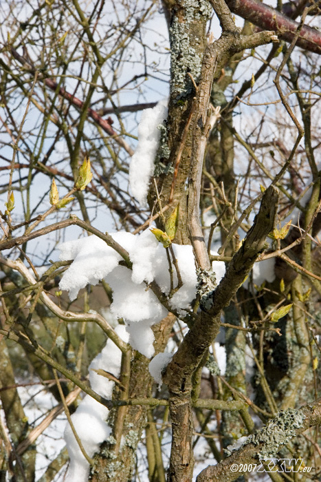 knospen im schnee