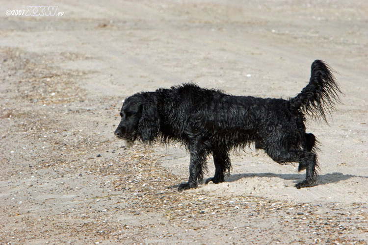 am strand