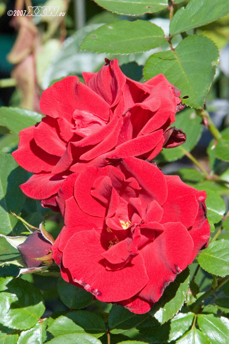 rote rosen