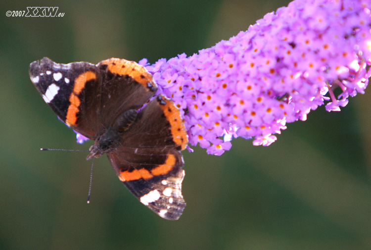 schmetterling