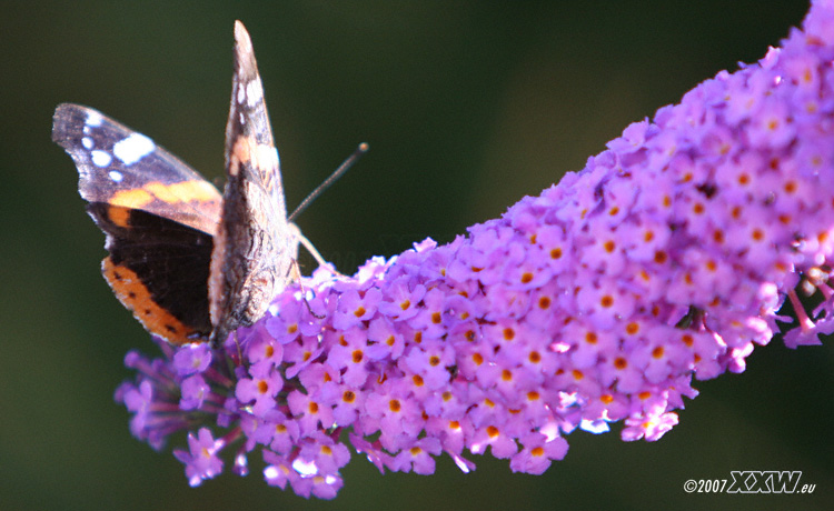 schmetterling
