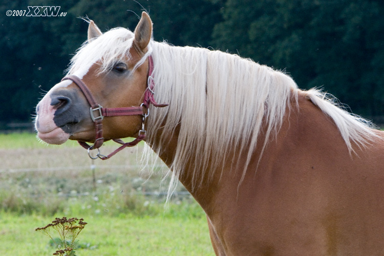 haflinger