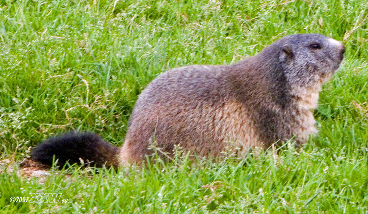 wachsames murmeltier